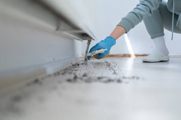 Best Flea Control Services  in Washburn, WI
